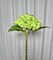 Ariane Lifelike Artificial Green Hydrangea Flowers 20” Real Touch, Set of 3 Stems, Large Faux Blooms for Wedding, Home, Floral Arrangements & Centerpieces